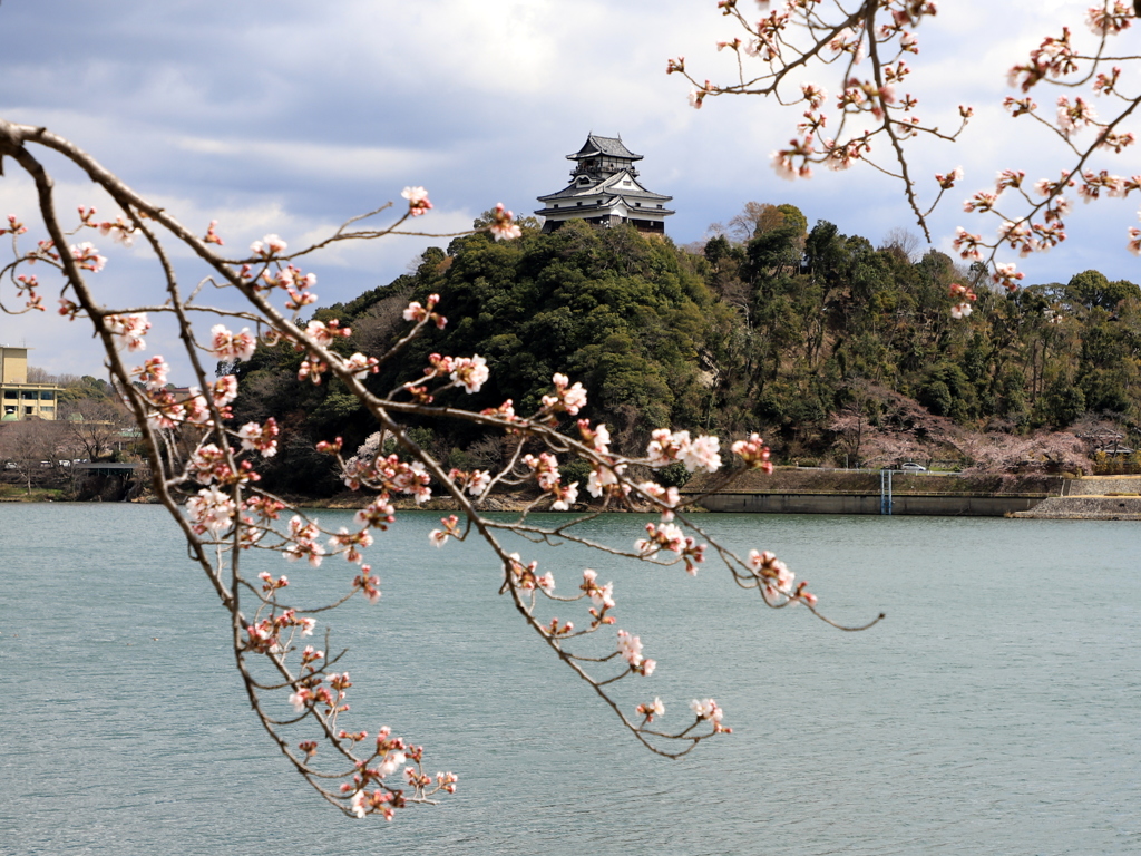 『犬山城×桜・桜』