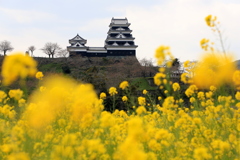 『大洲城×菜の花』