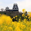 『大洲城×菜の花』