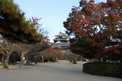 『松山城×紅葉』