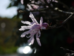 ひらひらのやつ