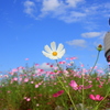 『コスモス×青空①』