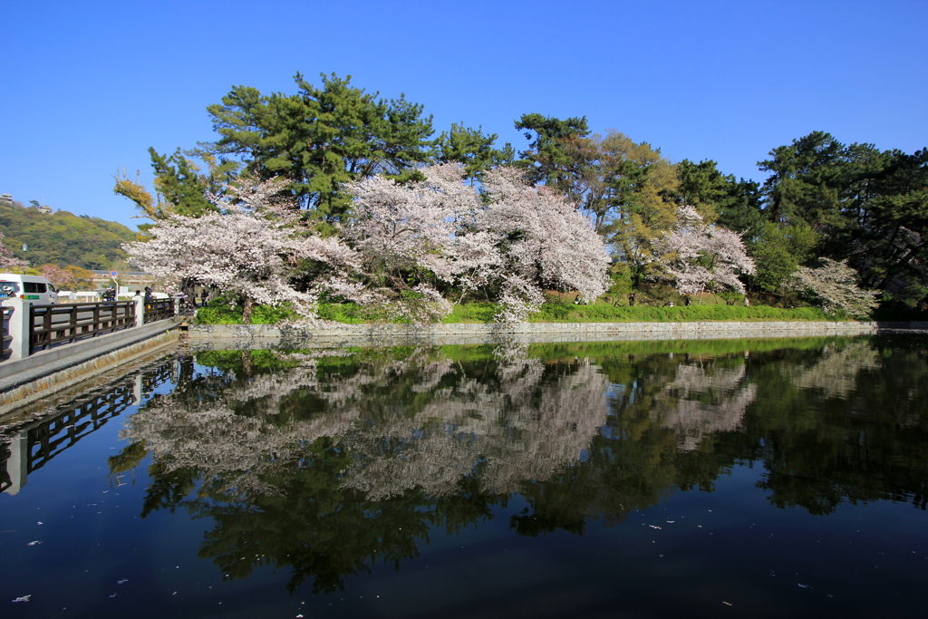 『城山公園×桜』