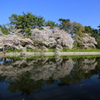 『城山公園×桜』