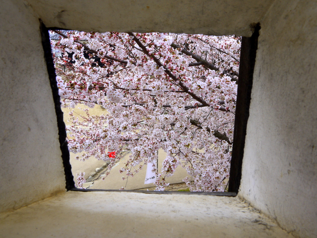 『鉄砲穴〜桜♪』