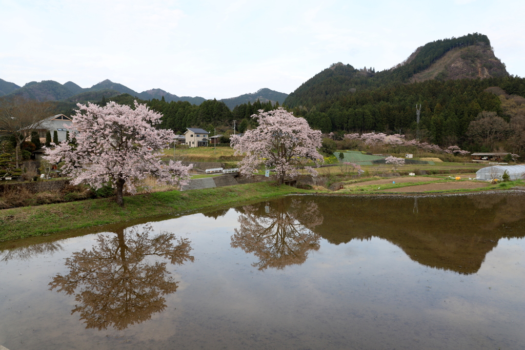 『里山×桜×眺める^^』