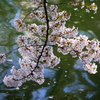 『桜♪』