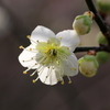『花×蕾』