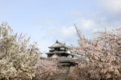 『松山城×桜^^』