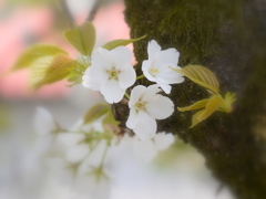 しとやかに。。。
