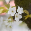 しとやかに。。。