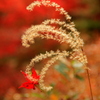 『紅葉×すすき×はっぱひっかかる』