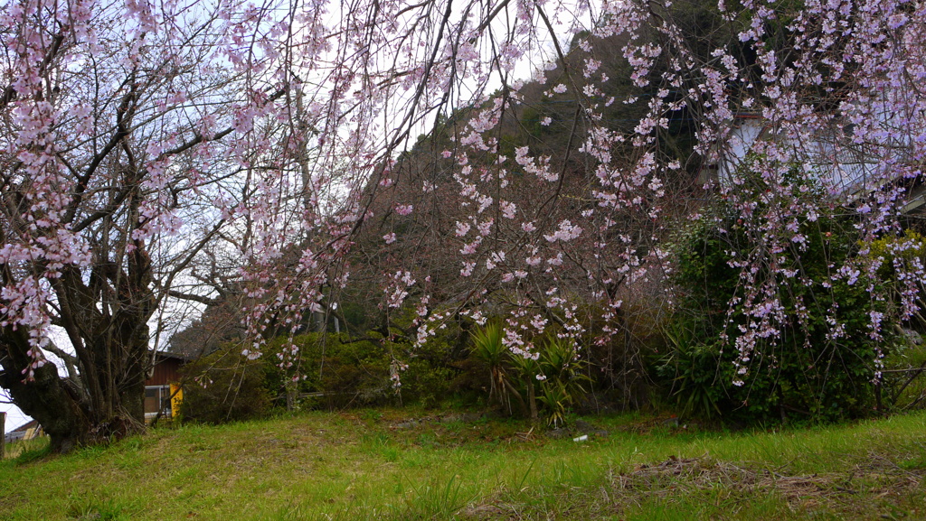 『しだれ桜・のれん』