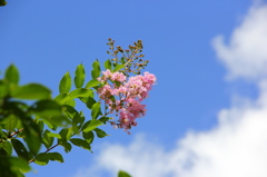 空と雲と花。。。