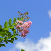 空と雲と花。。。