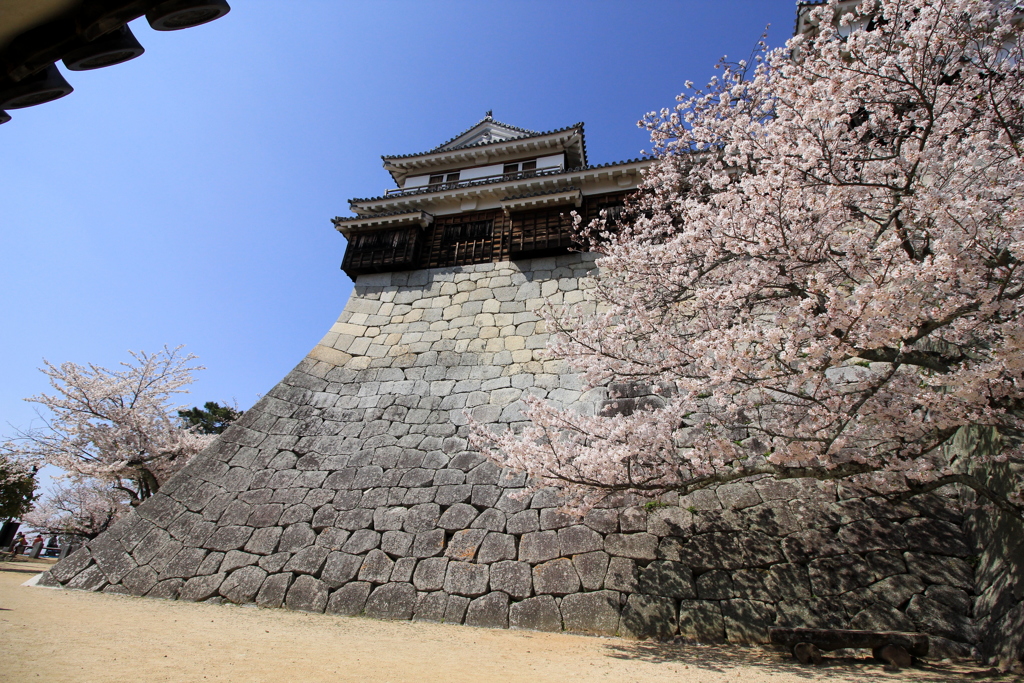 『松山城×桜×青空』