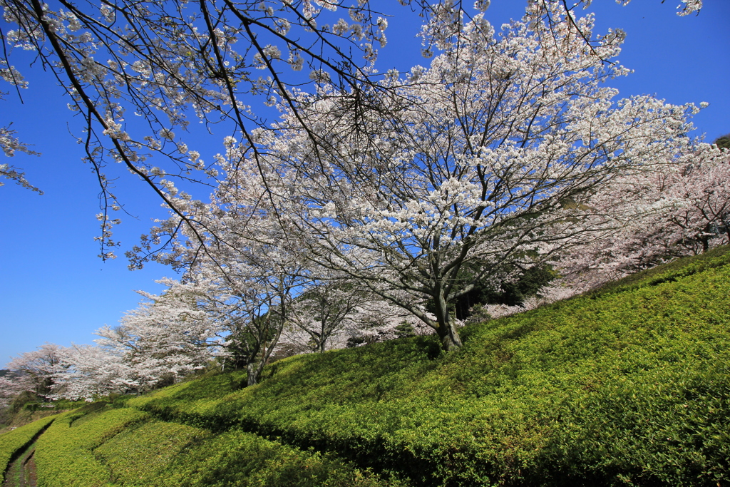 『青空×桜×緑』
