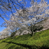 『青空×桜×緑』