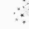 『SAKURA』