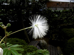 『ふわふわぁ』