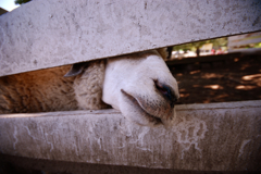 動物園