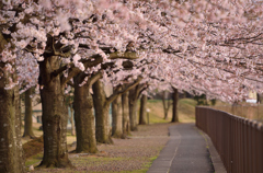 桜街道