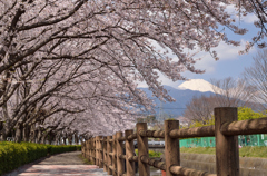 桜街道