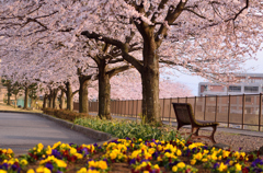 桜街道のベンチ