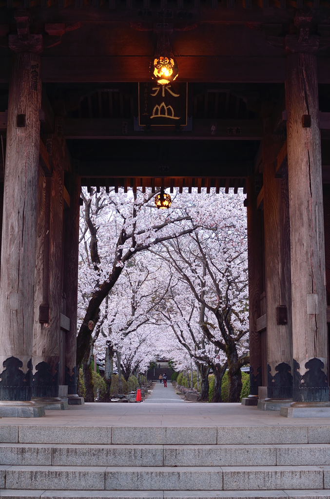 門と桜