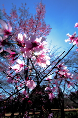 今年初の桜(2011年)