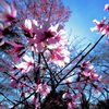 今年初の桜(2011年)
