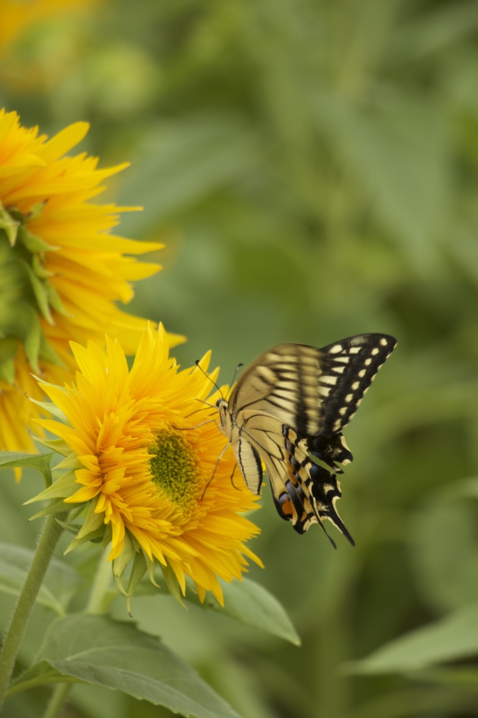 sunflower butterfly