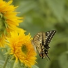 sunflower butterfly