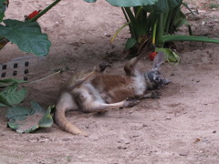 カンガルー