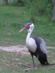 sitting bird