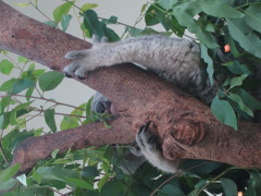 コアラ (sleeping~ post1)