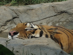 sleeping tiger~