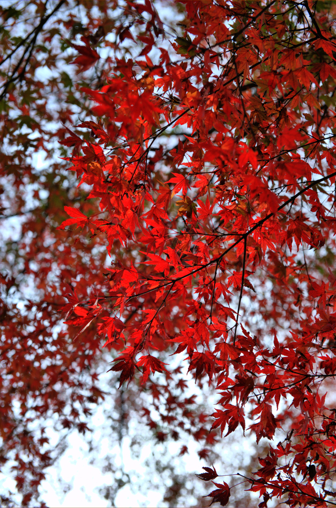 red leaves