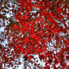 red leaves