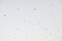 birds