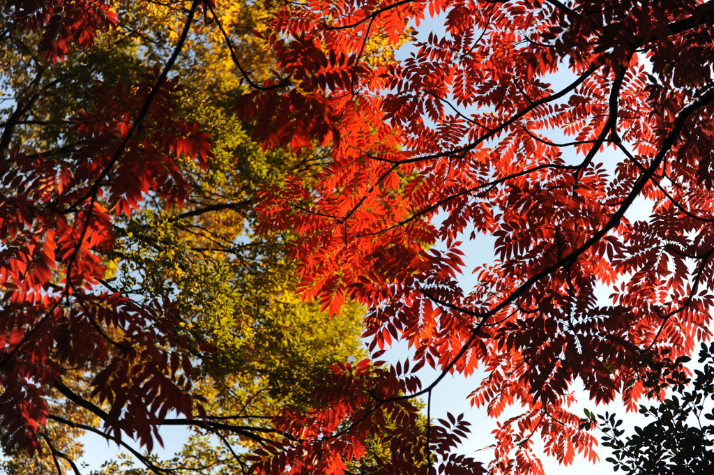 デジタルで紅葉を＠六義園
