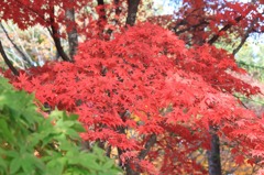 紅色