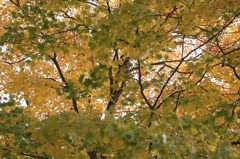 これから紅葉へ