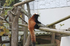 レッサーパンダ～円山公園～