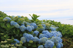 あじさい～函館山～