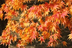黄色と紅色