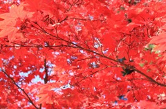 紅色に染まる