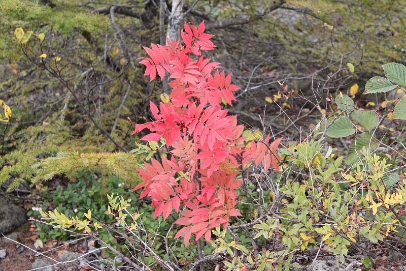 登山中に紅葉