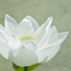 蓮（No.26）