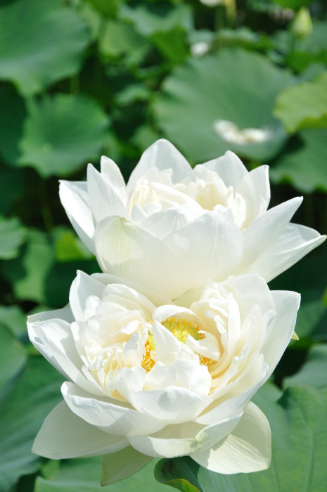 蓮（No.22）